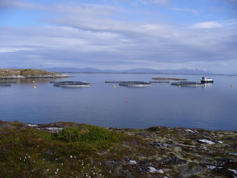 Driftsmarginen til Kobbvåglaks nesten doblet seg