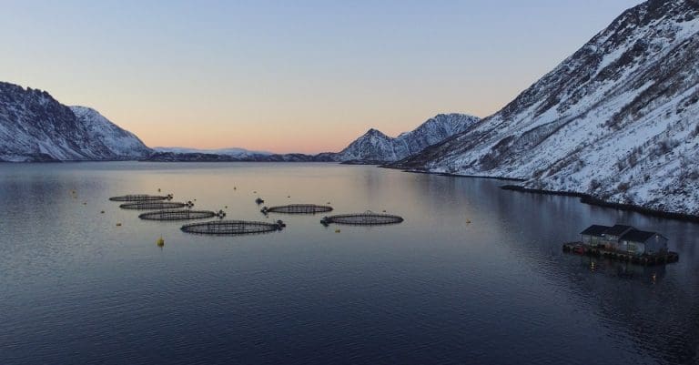 Tre Cermaq-ansatte på koronaisolert oppdrettsflåte: – De er ved godt mot