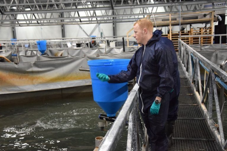 Marubeni og Nippon Suisan sluker dansk landbasert lakseoppdretter