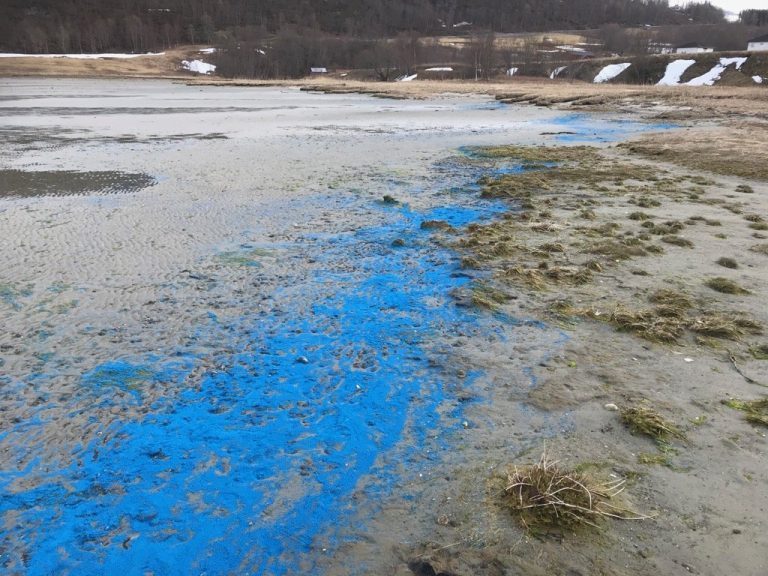 Blå voks fra oppdrettsanlegg også funnet i annen kommune: –  Vi tar fullt ansvar og beklager for hendelsen