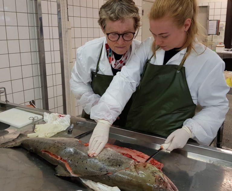 Villaks blir syke på mystisk vis: – Vi hadde ønsket oss en større innsats fra de som kan mer om havet og livet der