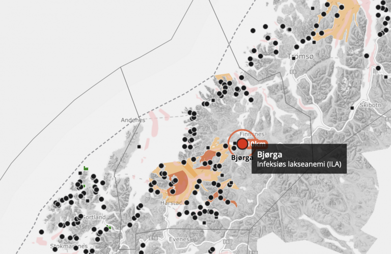 Salaks må slakte ut 750.000 laks