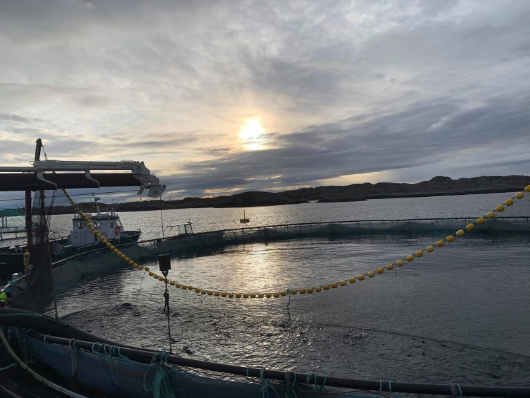 SalMar kjøper 51 prosent av Nekton Havbruk