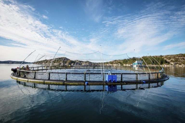 Urolige for konsekvensene av ny forskrift for små- og mellomstore lakseoppdrettere