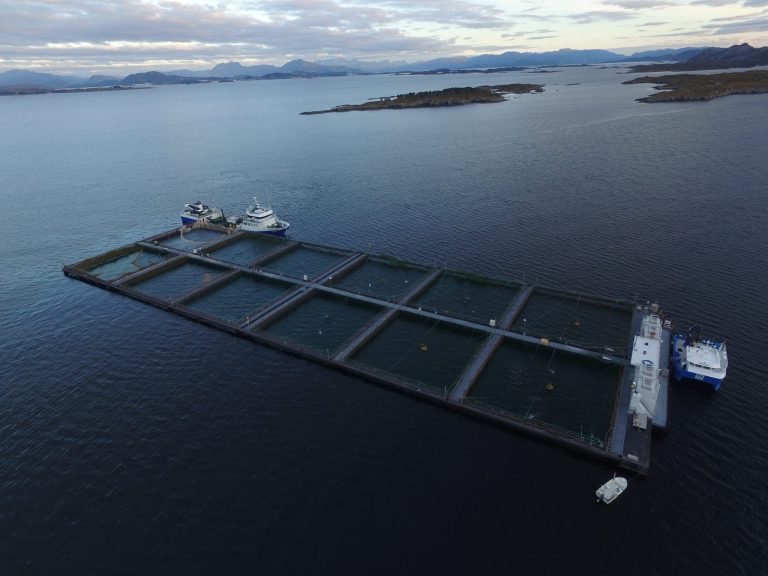 Slik forklarer E. Karstensen Fiskeoppdrett resultatfremgangen