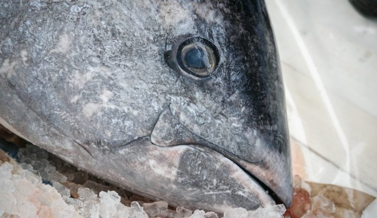 Makrellstørje på 325 kilo tok seg inn i merd hos Lerøy Midt på Frøya