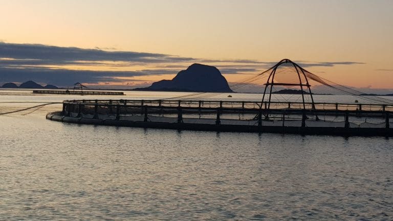 Biologiske problemer og høye produksjonskostnader ødela for Sandnes Fiskeoppdrett