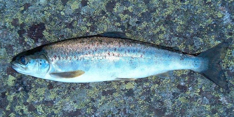 – Målet er å utvikle urfisken som matfisk for et internasjonalt marked