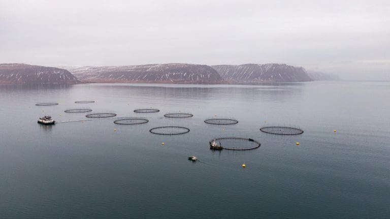 SalMar-kontrollert oppdretter på Island får inndradd konsesjon for 10.000 tonn steril laks