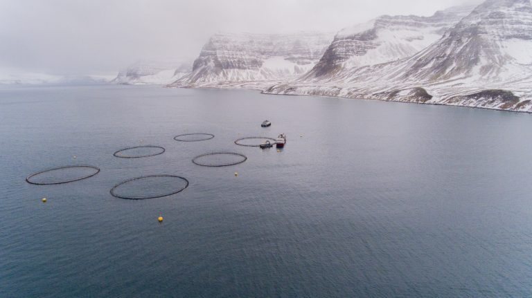Icelandic Salmon, tidligere kjent som Arnarlax, vil hente 432 millioner kroner