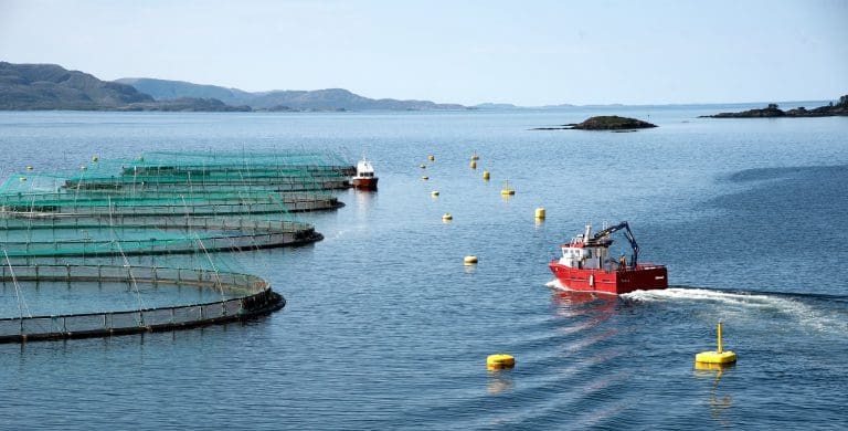 Det er ingen ansatte i selskapet. Det stopper ikke Aqua fra å tjene gode penger på lakseoppdrett