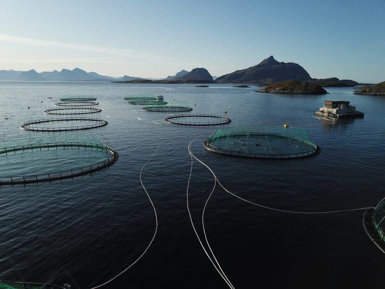 Kvarøy Fiskeoppdrett måtte destruere over 70.000 rognkjeks: – Selsøyvær er til tider en tøff lokalitet