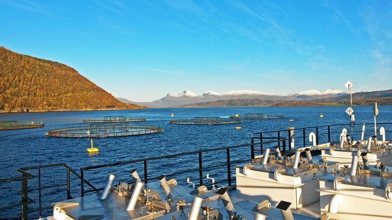 I denne fjorden sliter lakselusa. Det gir nok en gang klingende mynt i kassa for oppdretteren