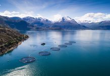 HI: – Hardangerfjorden tåler dagens oppdrett