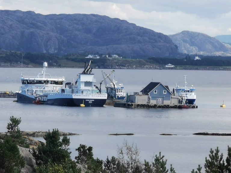 Gir opp ørreten og blir ren lakseprodusent etter underskudd på 71 millioner kroner