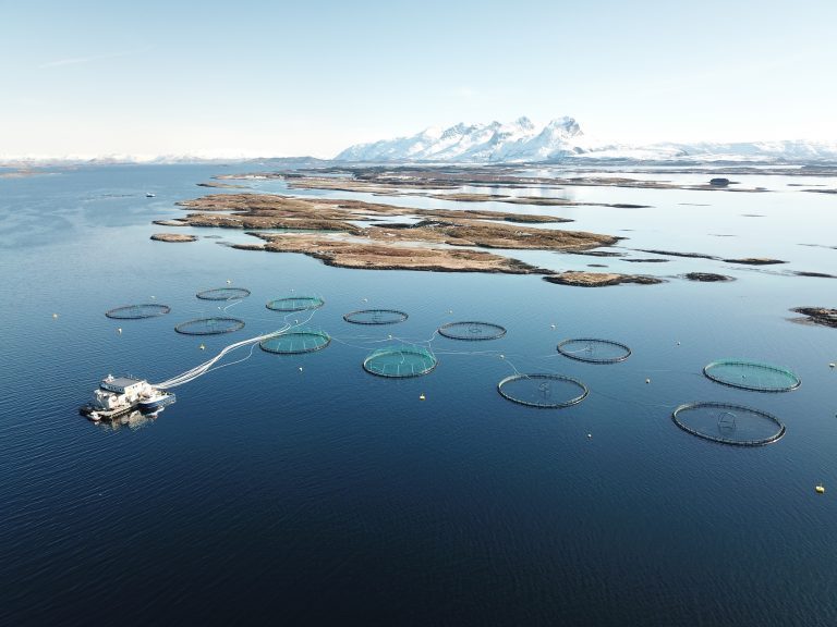 Lakseprisene snur opp igjen