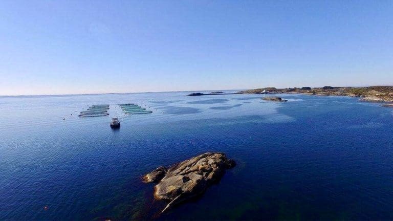 Nordea Markets oppgraderer Mowi og Grieg Seafood