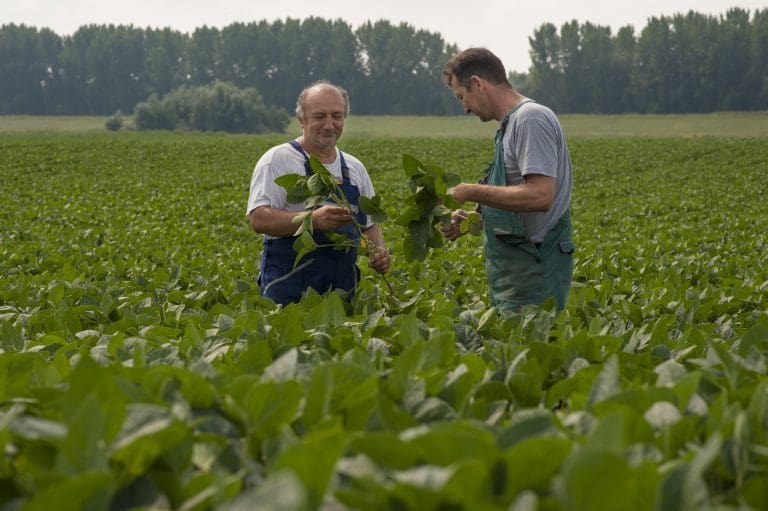 Ny studie: CO2-avtrykket til fiskefôr kan reduseres med 41 prosent ved bruk av europeisk soya