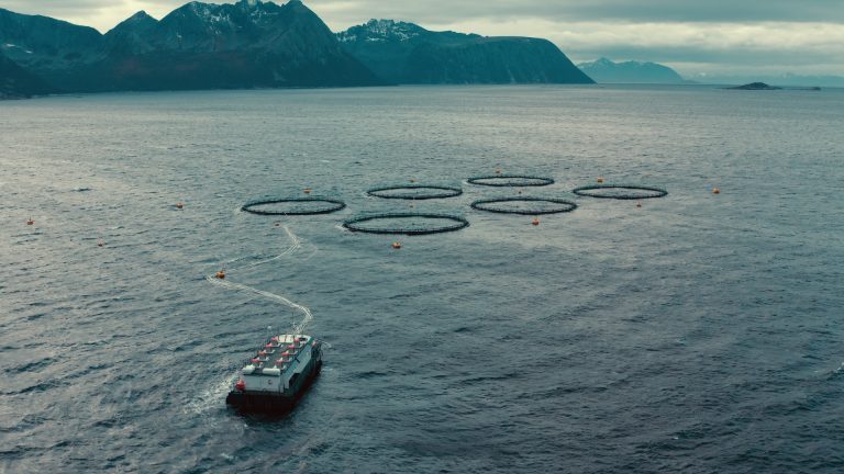 Flakstadvåg Laks: – For økologisk fisk har markedet vært under press
