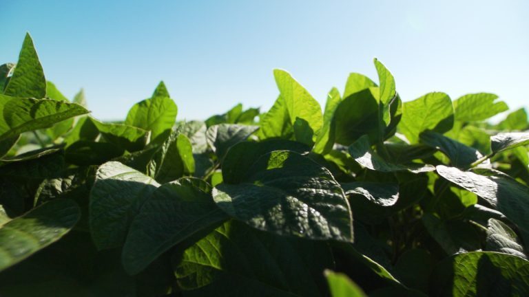 Priskorreksjon for fôringredienser: Hvete, mais og soya er nå billigere enn ved krigsutbruddet i Ukraina