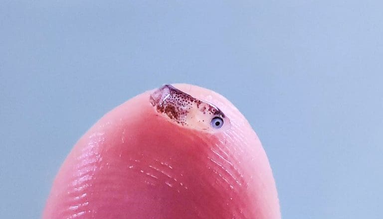 Nytt virus funnet på berggylt kan forklare yngeldødelighet