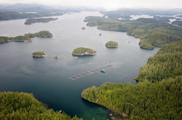 Mowi og Cermaq ber retten vurdere beslutningen om utfasing av laksekonsesjoner i British Columbia