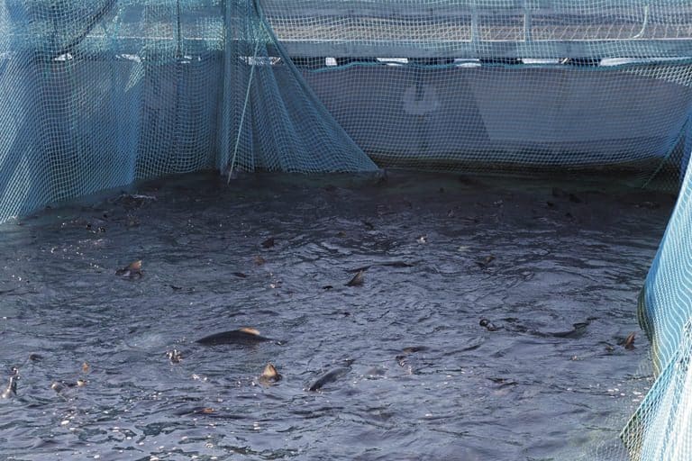 – Et svik mot millioner av fisk
