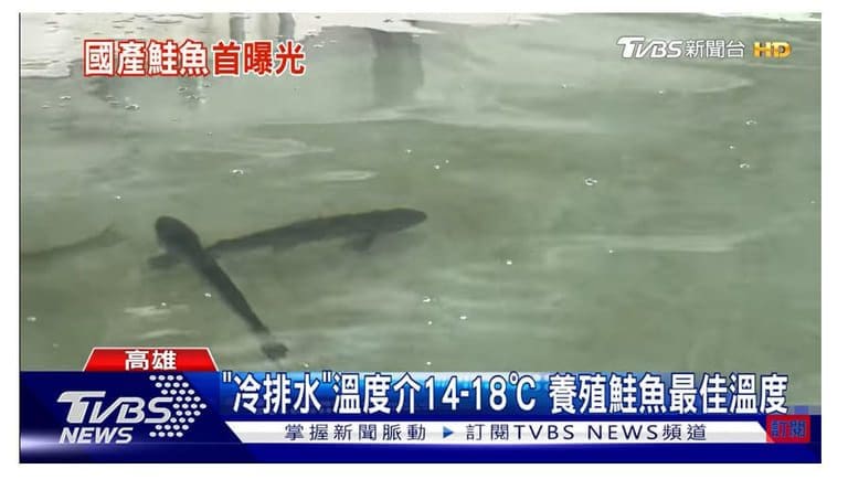 Her svømmer oppdrettslaks i tanker i Taiwan