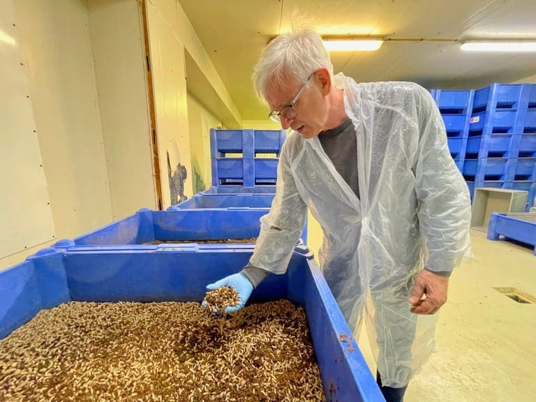 Ser et marked for insektprotein på en halv million tonn i løpet av ni år