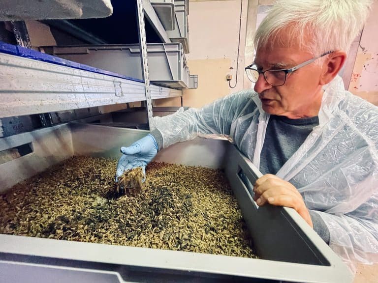 Satser på insektsfôr: Pronofa kjøper aksjemajoriteten i fluelarveprodusenten Ecoprot