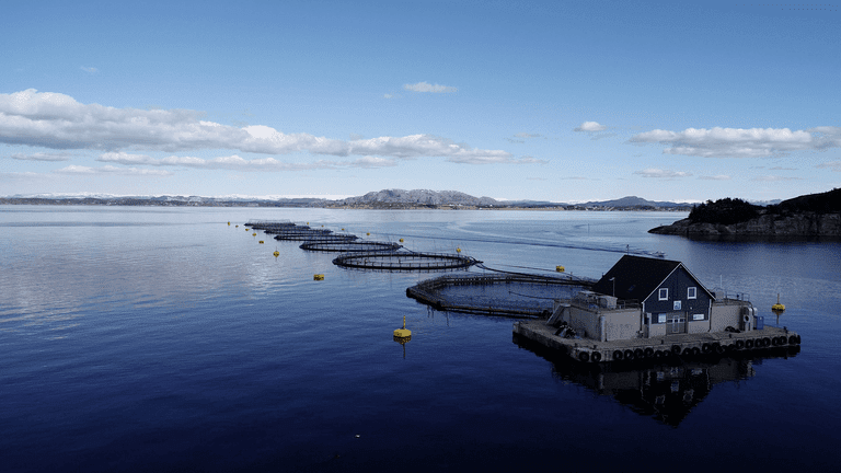Biologisk cocktail senket resultatet til Blom Fiskeoppdrett