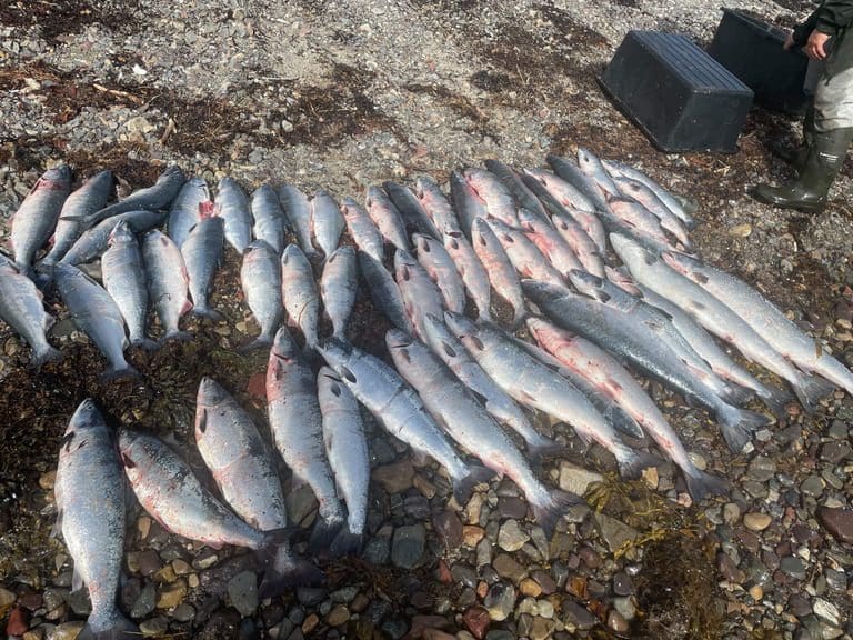Fisket 1.000 pukkellaks på ett døgn