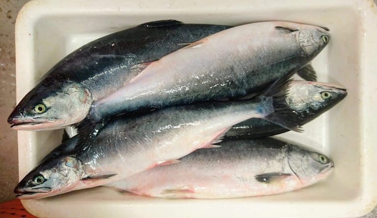 Havet koker: Enorme mengder uønsket pukkellaks i Lofoten