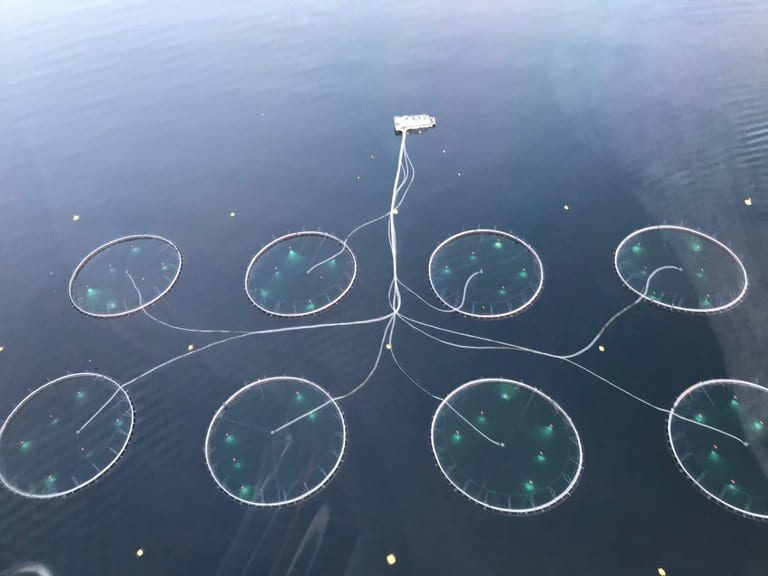 Lunkne til lakseaksjer