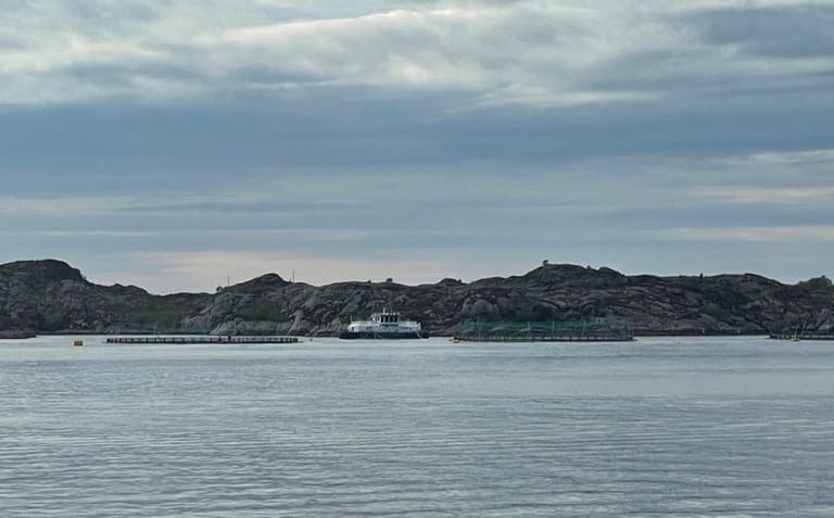 Ørretsalget stuper: Lavere volum og høyere pris