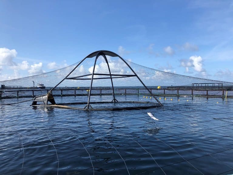 Seløy Sjøfarm sikret seg ny konsesjon i krevende år