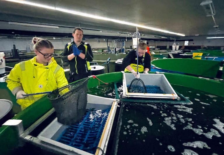 Vil utvide ringen mot sør: – Her får rognkjeksen den aller beste pleie