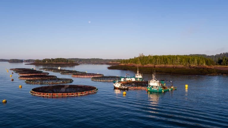 Cooke bekrefter interesse for Huon – vil utfordre JBS