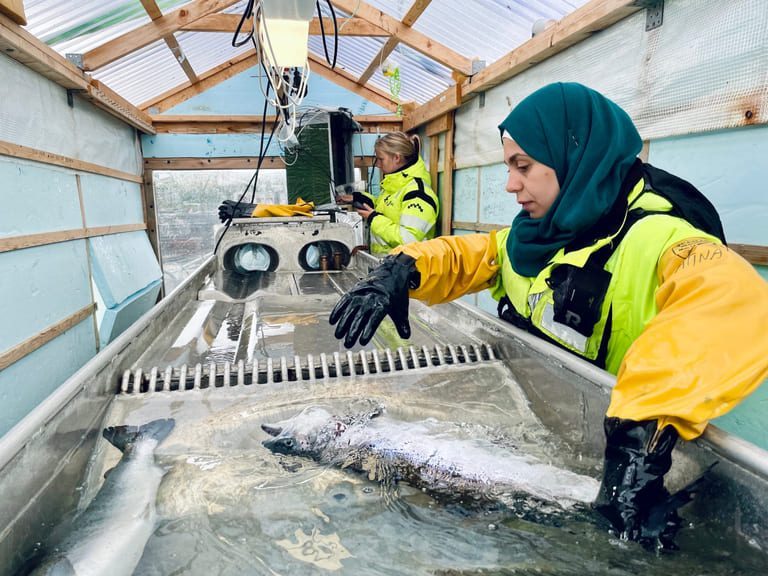 Møte med internasjonal farmasi: – Bratt læringskurve, og ikke noe slinger i valsen