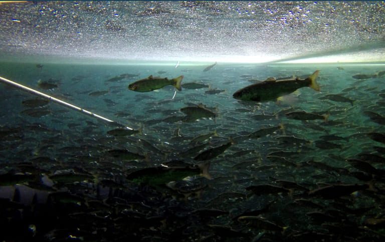 Dyrevernalliansen: – Det er skammelig at departementet tillot å sette ut triploid smolt fra Skardalen