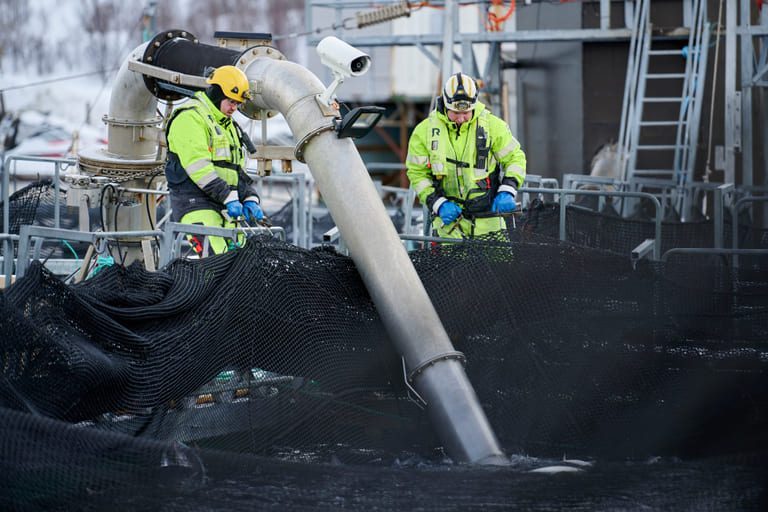 Grieg Seafoods norske anlegg produserte laks for 42 kroner kiloet i første kvartal