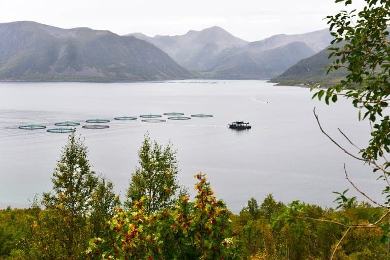 Holmøy-oppdretter delte seg i to ved grunnrenteskattens inntog. Slik gikk det med søsterselskapene.