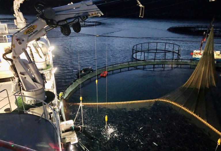 I natt fikk &laquo;Norwegian Gannet&raquo; hentet den siste fisken i lokaliteten til GIFAS