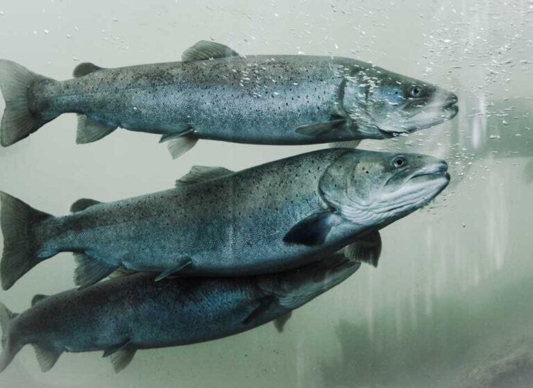 – Bedre fiskevelferd må prioriteres på et høyere nivå – politisk og hos selskapene