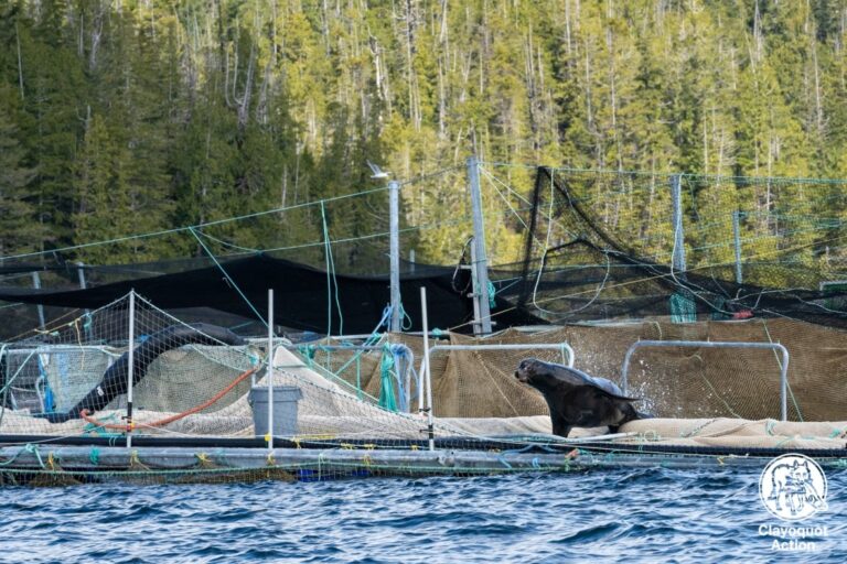 Cermaq-merder tømt etter sjøløve-angrep i Canada