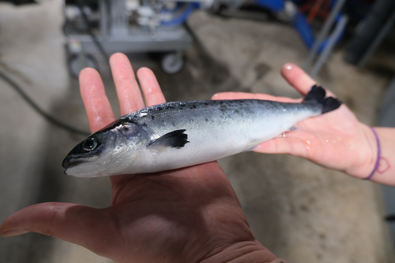 Nå har Grieg Seafood fisk i sjøen i Øst-Canada