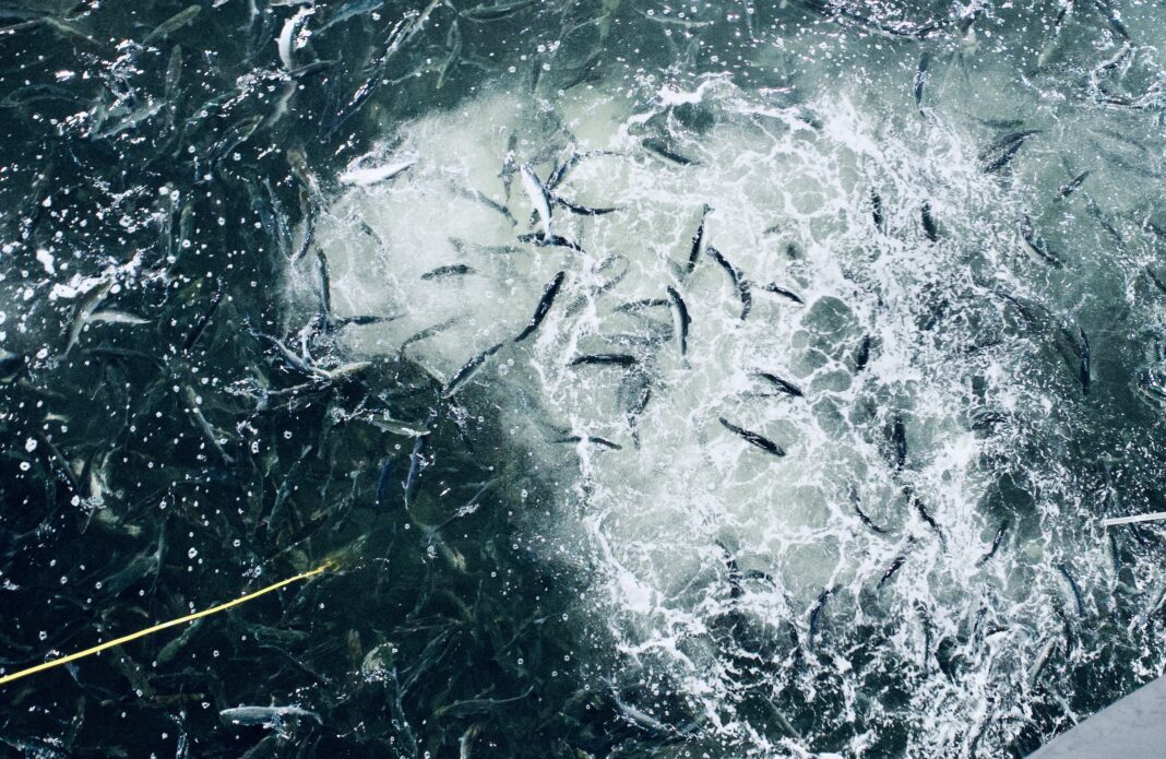 SUNDSFJORD SMOLT_2655