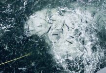 Over 185.000 lakseyngel havnet på gulvet