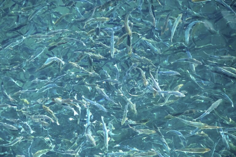 Nå svømmer 200.000 smolt i bassenget på Andøya