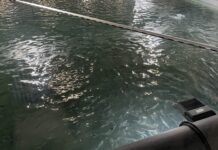 Grieg Seafood satser på AI-basert sortering av laks